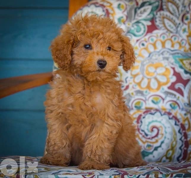 imported Mini Labradoodle Brown 0