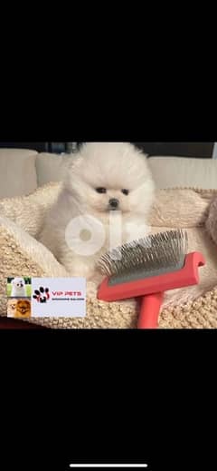 Pomeranians dogs females and males available VIPpetshop special offers