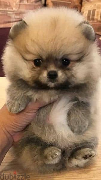 Pomeranian Small Puppy Available/ dog كلاب