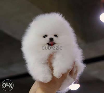 Pomeranian