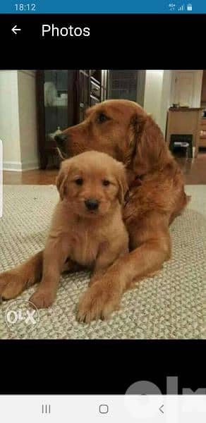 Golden retriever puppy sales olx