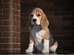 Special Beagle Imported 0