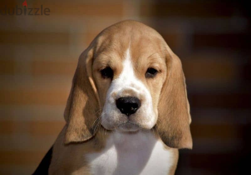 Special Beagle Imported 1