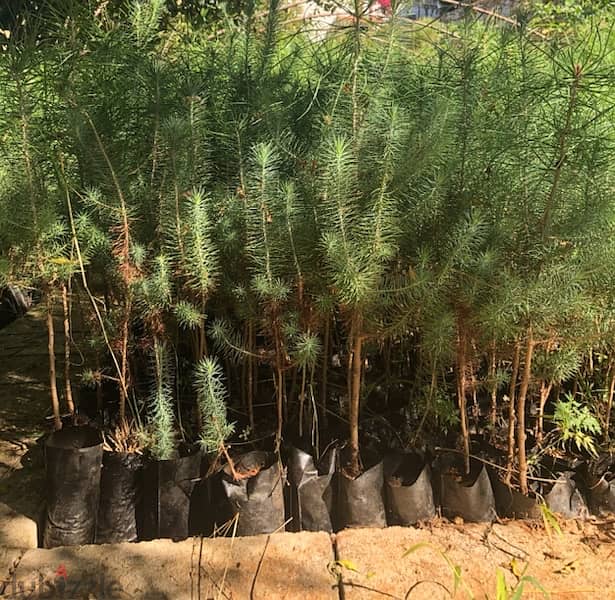 Pine Trees For Sale شجر صنوبر للبيع 1