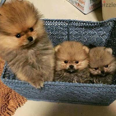 Pomeranian Small Size Puppies/Available now! dog كلاب