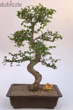 Chinese ulmus bonsai