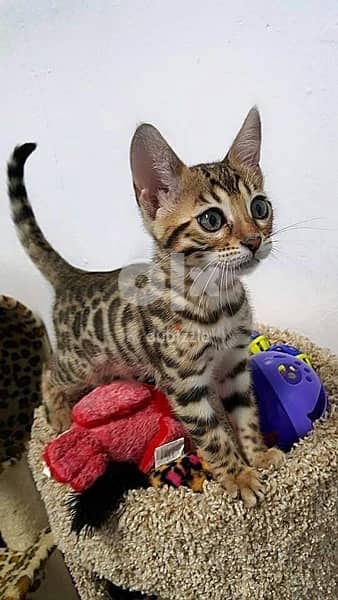 Bengal Kitten Cat Adorable Imported