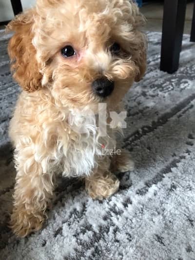 Imported Mini GoldenDoodle Gold