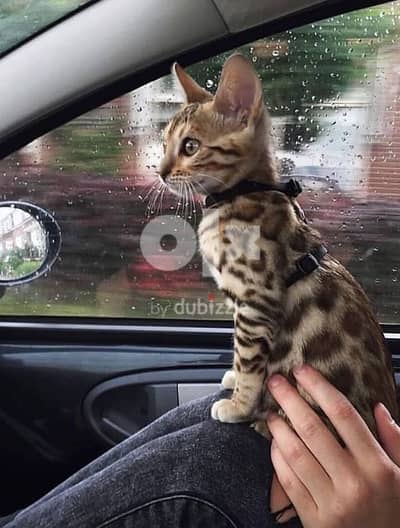 Bengal Kitten