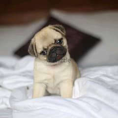 Pug Puppies / dog كلاب DELIVERY