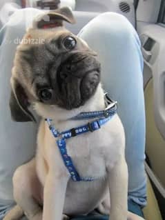 Pug Baby Puppies Available- dog كلاب 0