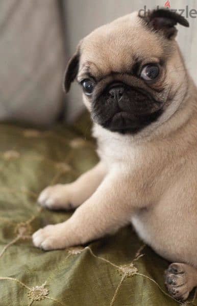 Pug