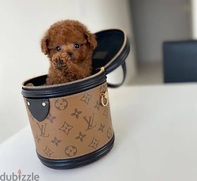 Tiny Teacup Toy Poodle Puppies- dog كلاب 0