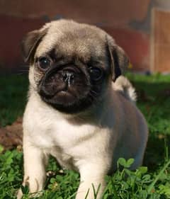 Puppies Pug - Dog كلاب 0