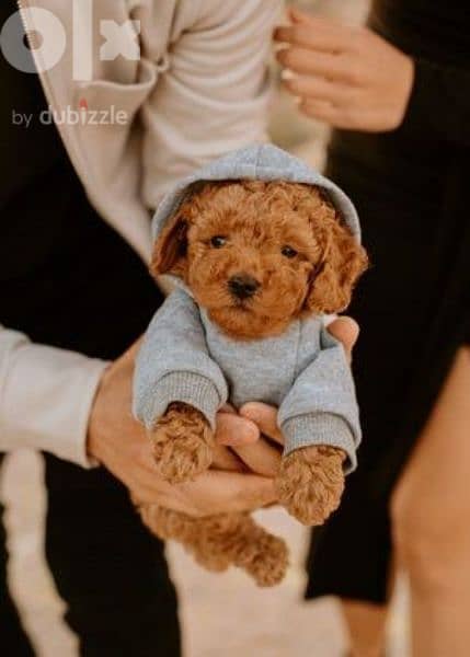 Toy Poodle Puppies _ Dog كلاب 0