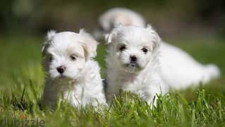 Bichon puppies available