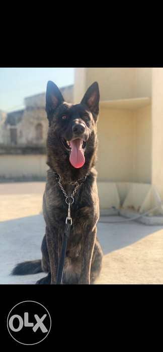 dutch shepherd lal zawej