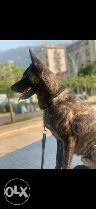 dutch shepherd lal zawej 1