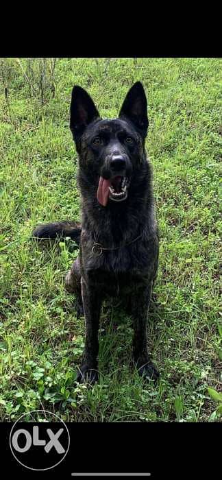 dutch shepherd lal zawej 2