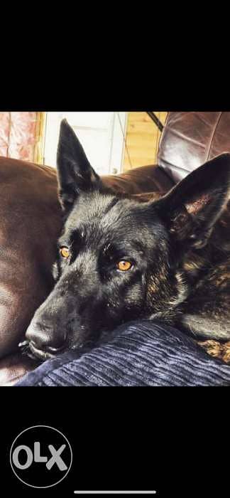 dutch shepherd lal zawej 3