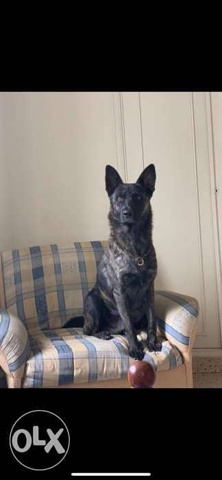 dutch shepherd lal zawej 4