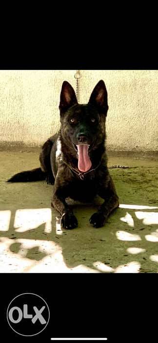 dutch shepherd lal zawej 5