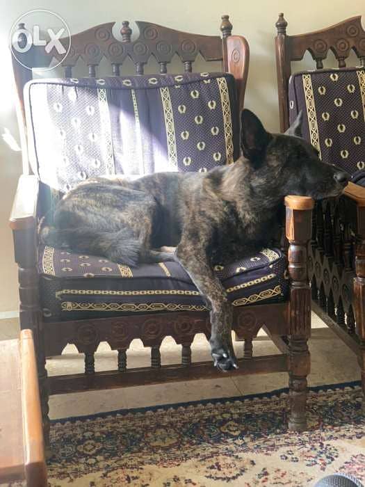 dutch shepherd lal zawej 7