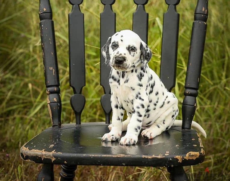 Gorgeous Dalmatian puppies Imported 0