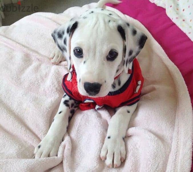 Gorgeous Dalmatian puppies Imported 1