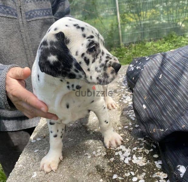 Gorgeous Dalmatian puppies Imported 2