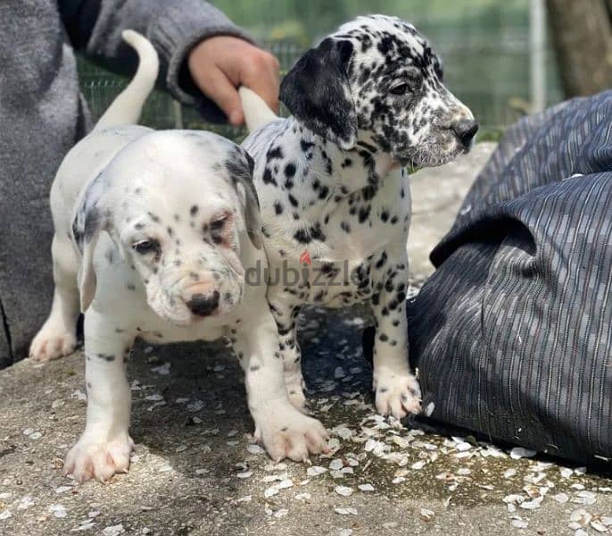 Gorgeous Dalmatian puppies Imported 3
