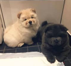 Chowchow puppy’s all colors are available 0