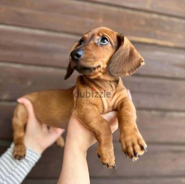 Dachshund, Beagle, Dalmatian, Poodle and all breeds from Europe 0