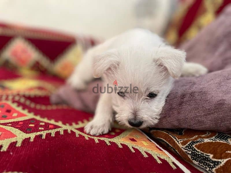 bichon male 0