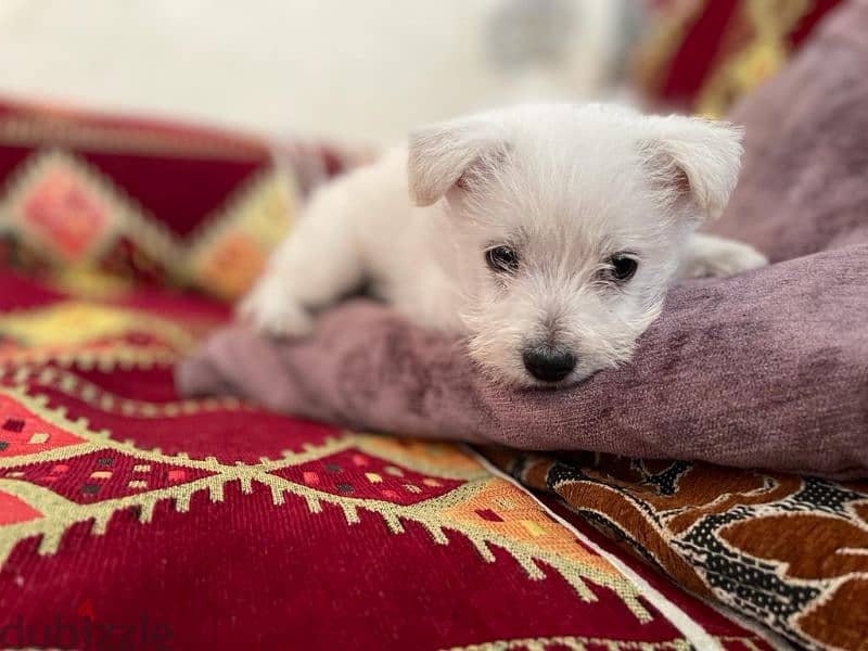 bichon male 2