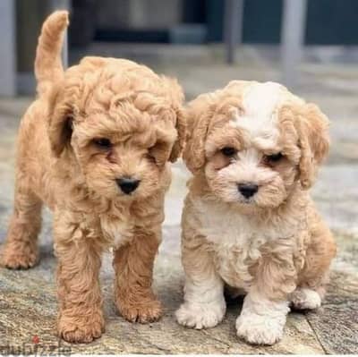 Maltipoo