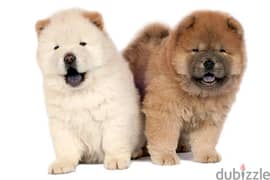chowchow puppies 0