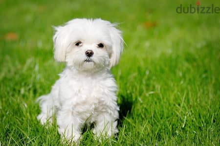 bichon