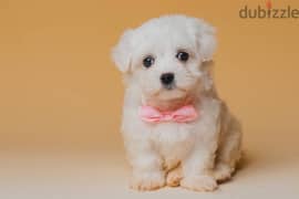 bichon maltese