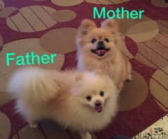 Pomeranian/ Puppy Size