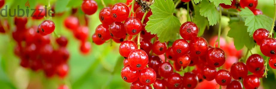 Spanish Currant berry Big