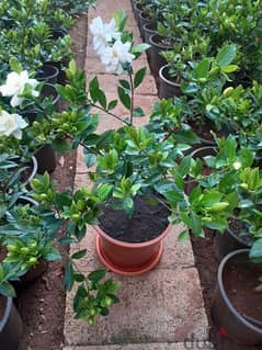 Gardenia غردينيا