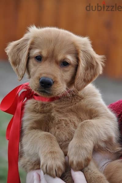 golden retriever bear red gold