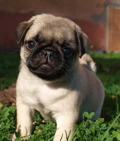 Pug Imported small 0