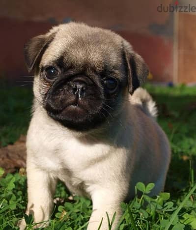 Pug Imported small per request