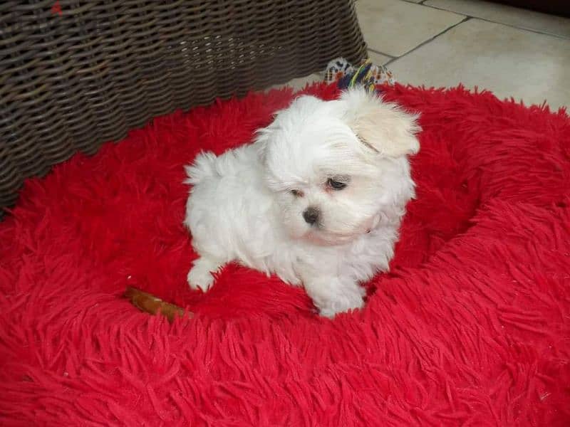 mini teacup Malteise 0