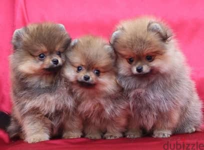 Orange Pomeranian Fox ADORABLE IMPORTED