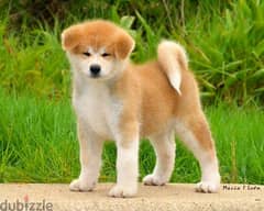 Japanese Akita - Dogs for sale in Lebanon | dubizzle Lebanon (OLX)