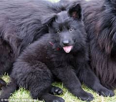 Black shepherd puppies