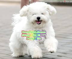 Bichon puppies available for sale